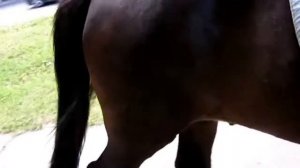В парке катаемся на лошади. / In the park we ride horses.