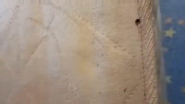 Тропические клопики - страшная вещь. смотреть онлайн