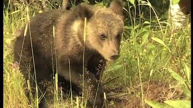 Сказки "Чистого леса" смотреть онлайн