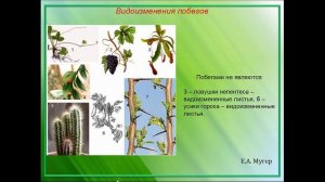 Видоизменения побега