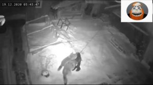 Нападения волков на собак Несколько случаев