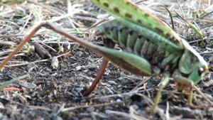 Самка кузнечика откладывает яйца в землю, Grasshopper lays eggs