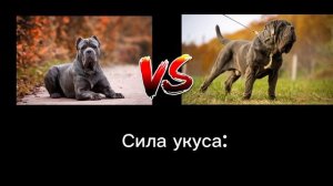 Кане корсо против Неопалитанского Мастифа