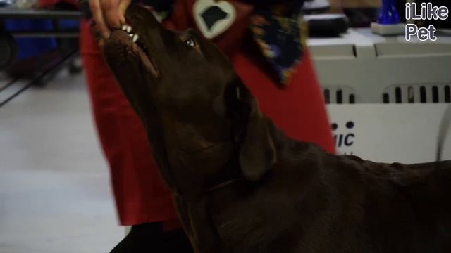 Чем золотистый ретривер отличается от лабрадора-ретривера? смотреть онлайн