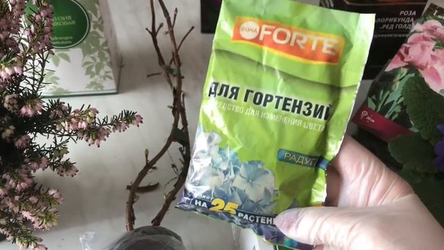 Черешковая Гортензия ?великолепная лиана
