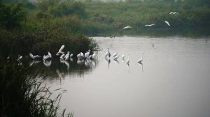 Цапли на реке.