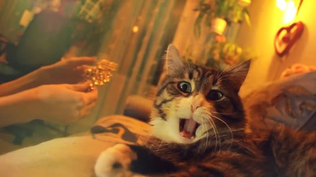 котэ зевает =) Twixtor used смотреть онлайн