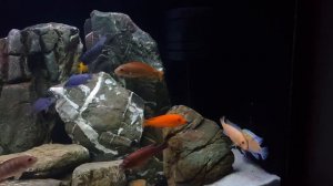 Малавийский цихлидник в офисе 570л / African Cichlids ( Mbuna). Tank in the office.