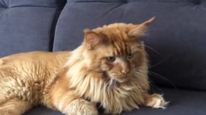 Домашний КОТ-ЛЕВ спустя 2 месяца. Стрижка кота льва. Котолев