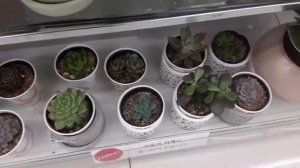 {Succulent Plants} Daiso| 2021