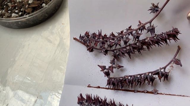 CÓMO germinar, sembrar y sacar SEMILLAS DE SUCULENTAS E. Gigantea & Elegans смотреть онлайн