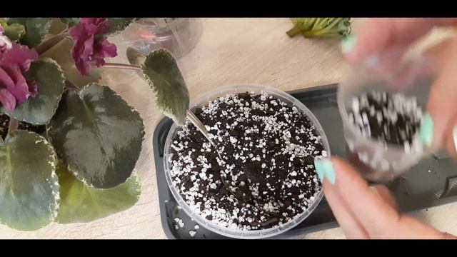 У фиалки две головы. Что делать? смотреть онлайн