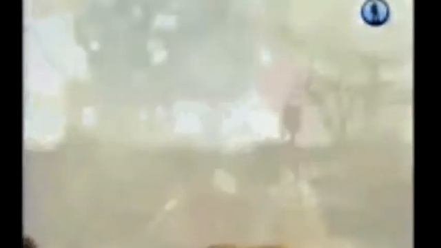 гамадрилы в мире животных