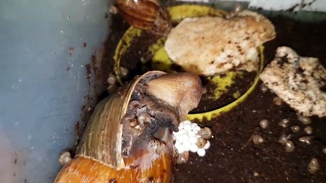 Наша улитка Ахатина отложила яйца  второй раз за месяц ! И мы поймали её за этим делом ;)