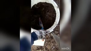Грунт для моих цитрусовых растений, своими руками