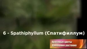 Цветущие домашние цветы. Очищающие воздух цветущие домашние цветы