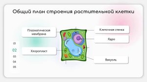 Растительная клетка. Ткани растений/Подготовка к ОГЭ 2024/