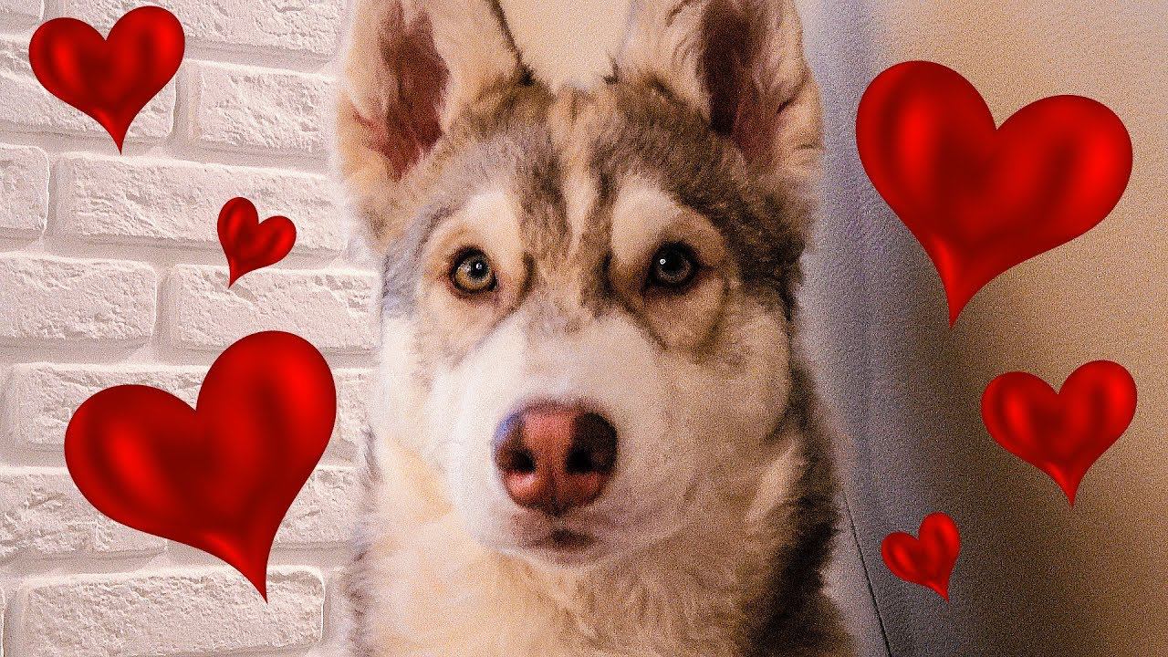 Я ВЛЮБИЛСЯ (Хаски Бублик) Говорящая собака - смотреть онлайн видео от Хаски Бубл