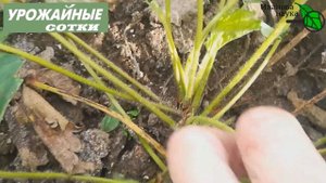 6 ГЛАВНЫХ СЕКРЕТОВ ПОСАДКИ ЗЕМЛЯНИКИ КЛУБНИКИ В ОДНОМ ВИДЕО!