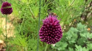 Allium sphaerocephalon