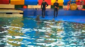 Санкт-Петербургский дельфинарий на Крестовском острове. Часть 5