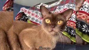 Бурманская кошка шоколадного окраса