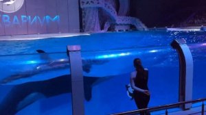 Неудачная шутка тренера косатки в Москвариуме