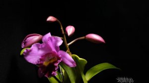 Cattleya Orchid Time Lapse