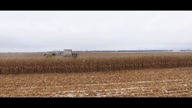 Поздняя уборка кукурузы под снегом. Советы Алексея Васильченко
