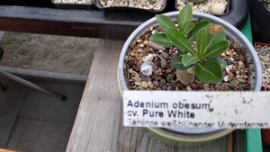 Адениумы.Мои посевы.Названия адениумов.