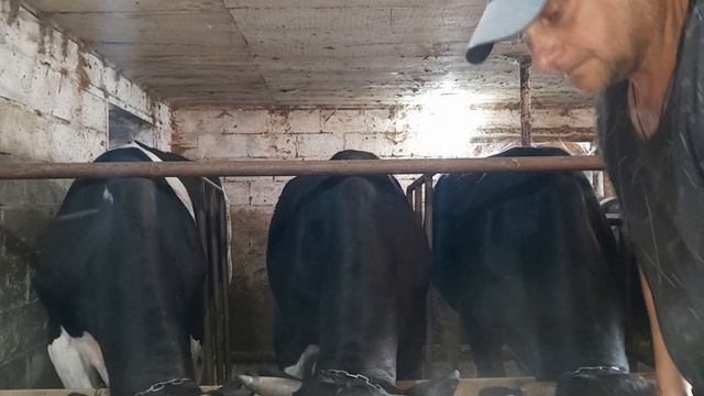 # ГОЛШТИНСКИЕ БЫЧКИ# Замер молочных бычков.? смотреть онлайн