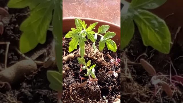 ВКУСНЫЕ ТОМАТЫ НА ПОДОКОННИКЕ. ВЫРАЩИВАЙТЕ ЛЕГКО!