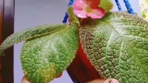 Nature Hub //online sale //Home Garden //gardening //online shopping //episcia //low cost plants