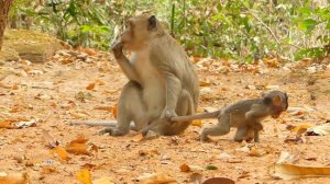 OMG! Unbelievable fighting monkey Anna vs Aron, Anna fight with King Aron to protect Annissa