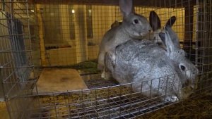 Кролик каннибал