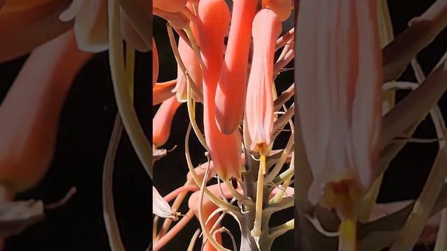 ALOE VERA FLOWER CYCLE | EDUCATIONAL | MESMERIZING | ZAFFi | ZLNPLAY