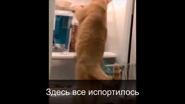 Зачем кошки заводят хозяина. Видео про котов. Сериал про кошек. Смешные кошки. смотреть онлайн