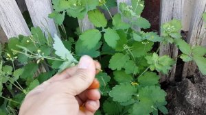 Чистотел от бородавок