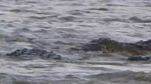 Crocodile Attacks Zebra At Mara River Kenya.