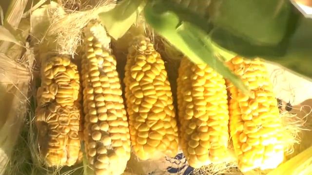 Посеяли семена от гибридной кукурузы? Что вырастет. смотреть онлайн