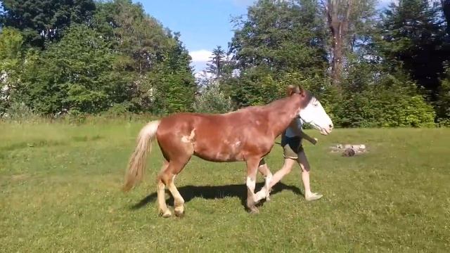 Белый и его хозяйка - Наташа смотреть онлайн