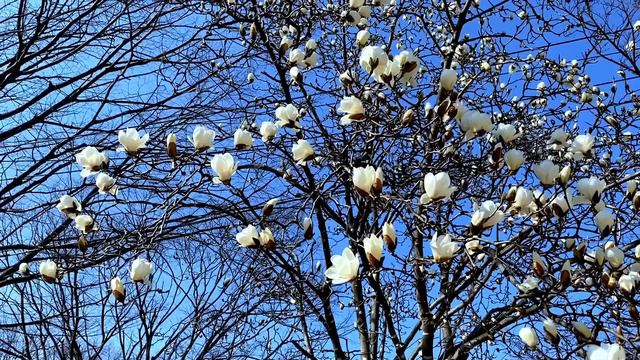 SUB) 힘들 때 보는 영상, 고난과 시련속에 피는 고귀한 꽃, 아이패드 목련 그림 смотреть онлайн