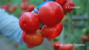 Памидори ( Тамат ) Варданза F1 Фирма Фито FITO Испания дар гармхонаи худам.