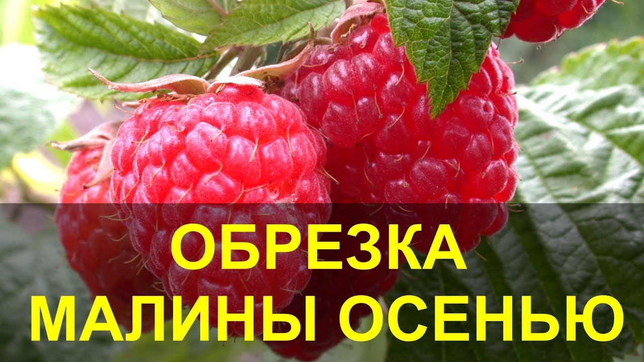 Обрезка Малины Осенью, Когда и как Обрезать Малину? Как правильно обрезать малину?