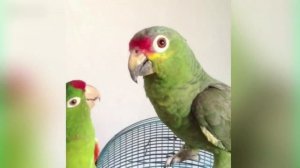 Угарные ПОПУГАИ / 9 МИНУТ смешных попугаев / Умные ПТИЦЫ