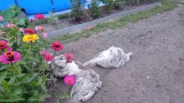 Индюшата в Карелии. Хайбрид и Биг-6. Пусти индюка в огород)) смотреть онлайн