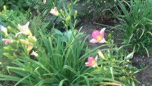 Прогулка по сентябрьскому саду !