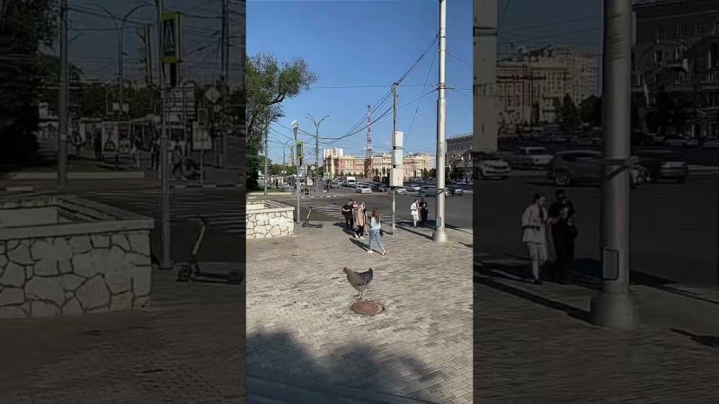 Ни кто не замечает курицу