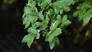 Eleutherococcus sieboldianus 'Variegatus'  - Variegated Five Leaf Aralia
