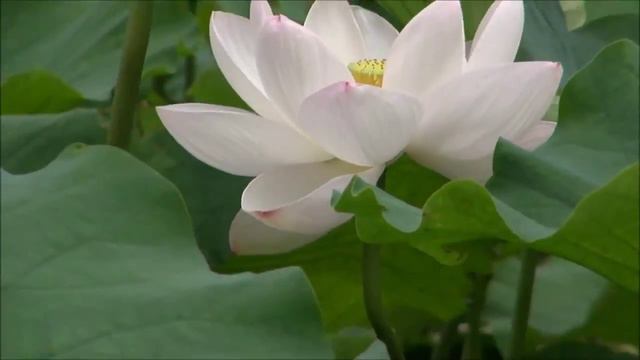 Фон для видеомонтажа Lotus Flower 25 Video Background HD смотреть онлайн